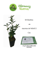 Pack de 50 durillos